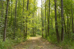 property photo for Big White Oak Tract 115, 5.05 acres for sale in Perry County, Tennessee