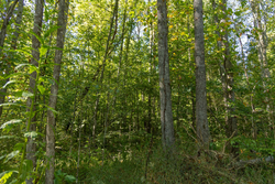 property photo for Big White Oak Tract 116, 7.61 acres for sale in Perry County, Tennessee