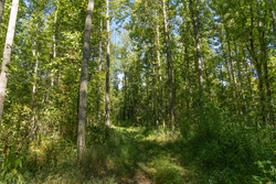 property photo for Big White Oak Tract 116, 7.61 acres for sale in Perry County, Tennessee