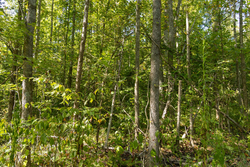 property photo for Big White Oak Tract 116, 7.61 acres for sale in Perry County, Tennessee