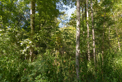 property photo for Big White Oak Tract 116, 7.61 acres for sale in Perry County, Tennessee