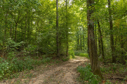 property photo for Big White Oak Tract 116, 7.61 acres for sale in Perry County, Tennessee