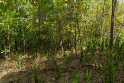 property photo for Big White Oak Tract 117, 10.15 acres for sale in Perry County, Tennessee