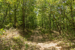 property photo for Big White Oak Tract 117, 10.15 acres for sale in Perry County, Tennessee