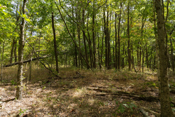 property photo for Big White Oak Tract 117, 10.15 acres for sale in Perry County, Tennessee