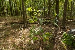property photo for Big White Oak Tract 117, 10.15 acres for sale in Perry County, Tennessee