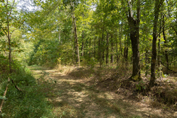 property photo for Big White Oak Tract 117, 10.15 acres for sale in Perry County, Tennessee