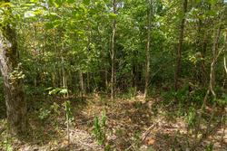 property photo for Big White Oak Tract 117, 10.15 acres for sale in Perry County, Tennessee