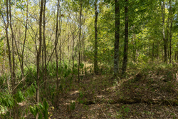 property photo for Big White Oak Tract 117, 10.15 acres for sale in Perry County, Tennessee
