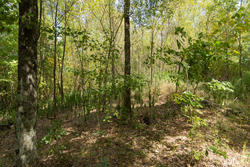 property photo for Big White Oak Tract 117, 10.15 acres for sale in Perry County, Tennessee