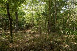 property photo for Big White Oak Tract 117, 10.15 acres for sale in Perry County, Tennessee