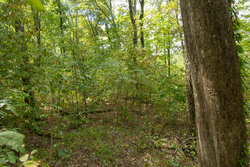 property photo for Big White Oak Tract 119, 9.73 acres for sale in Perry County, Tennessee