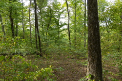 property photo for Big White Oak Tract 119, 9.73 acres for sale in Perry County, Tennessee