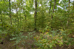 property photo for Big White Oak Tract 119, 9.73 acres for sale in Perry County, Tennessee