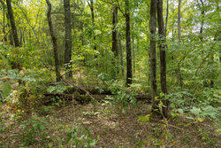 property photo for Big White Oak Tract 119, 9.73 acres for sale in Perry County, Tennessee