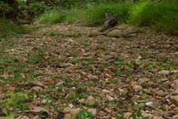 property photo for Big White Oak Tract 119, 9.73 acres for sale in Perry County, Tennessee