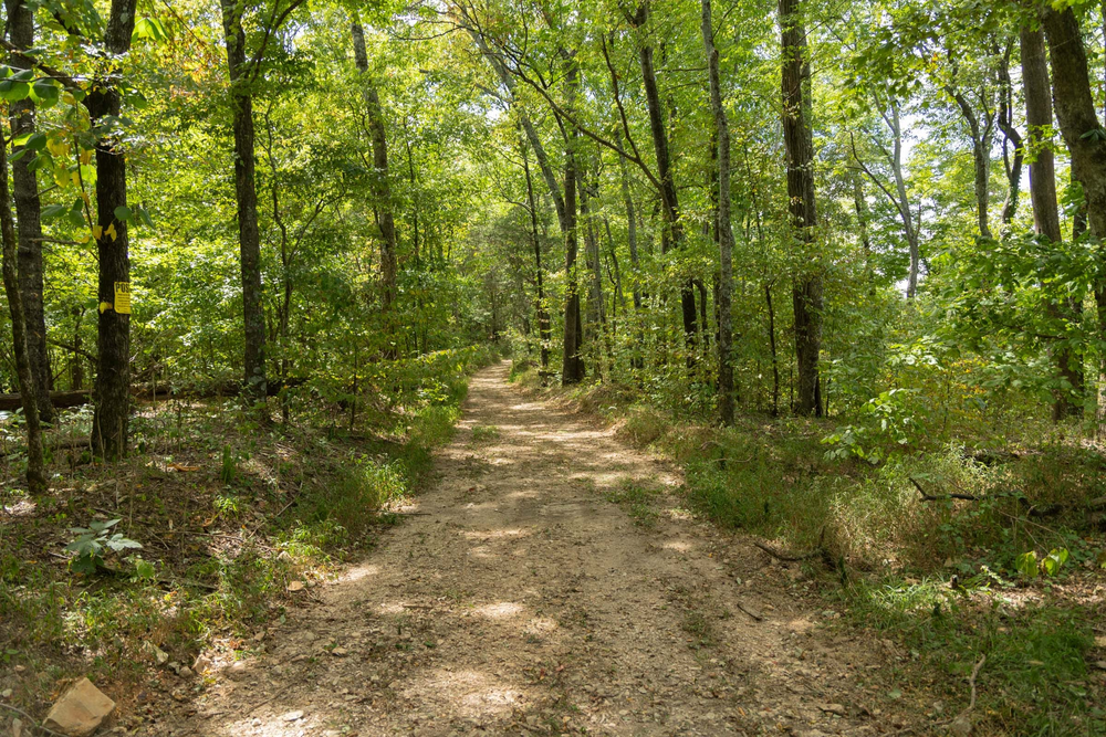 9.73 acre rural land tract for sale at Big White Oak Tract 119 in Perry County, Tennessee