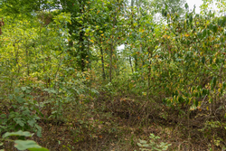 property photo for Big White Oak Tract 120, 9.06 acres for sale in Perry County, Tennessee