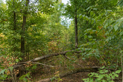 property photo for Big White Oak Tract 120, 9.06 acres for sale in Perry County, Tennessee