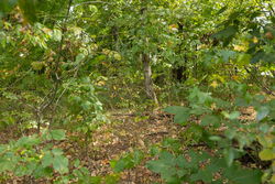 property photo for Big White Oak Tract 120, 9.06 acres for sale in Perry County, Tennessee