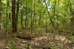 property photo for Big White Oak Tract 120, 9.06 acres for sale in Perry County, Tennessee