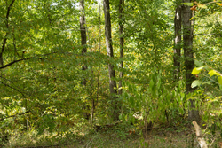 property photo for Big White Oak Tract 120, 9.06 acres for sale in Perry County, Tennessee