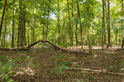 property photo for Big White Oak Tract 120, 9.06 acres for sale in Perry County, Tennessee
