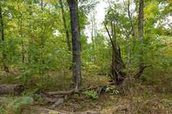 property photo for Big White Oak Tract 120, 9.06 acres for sale in Perry County, Tennessee