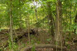 property photo for Big White Oak Tract 120, 9.06 acres for sale in Perry County, Tennessee