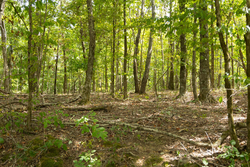 property photo for Big White Oak Tract 120, 9.06 acres for sale in Perry County, Tennessee