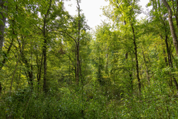 property photo for Big White Oak Tract 124, 8.05 acres for sale in Perry County, Tennessee