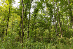 property photo for Big White Oak Tract 124, 8.05 acres for sale in Perry County, Tennessee