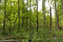 property photo for Big White Oak Tract 124, 8.05 acres for sale in Perry County, Tennessee