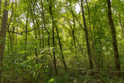 property photo for Big White Oak Tract 124, 8.05 acres for sale in Perry County, Tennessee