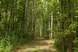 property photo for Big White Oak Tract 124, 8.05 acres for sale in Perry County, Tennessee