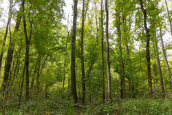 property photo for Big White Oak Tract 124, 8.05 acres for sale in Perry County, Tennessee
