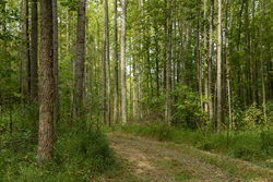 property photo for Big White Oak Tract 124, 8.05 acres for sale in Perry County, Tennessee