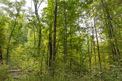 property photo for Big White Oak Tract 124, 8.05 acres for sale in Perry County, Tennessee
