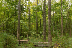 property photo for Big White Oak Tract 124, 8.05 acres for sale in Perry County, Tennessee