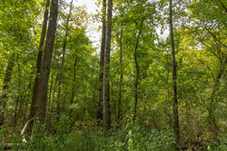 property photo for Big White Oak Tract 124, 8.05 acres for sale in Perry County, Tennessee