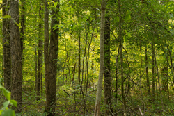 property photo for Big White Oak Tract 124, 8.05 acres for sale in Perry County, Tennessee