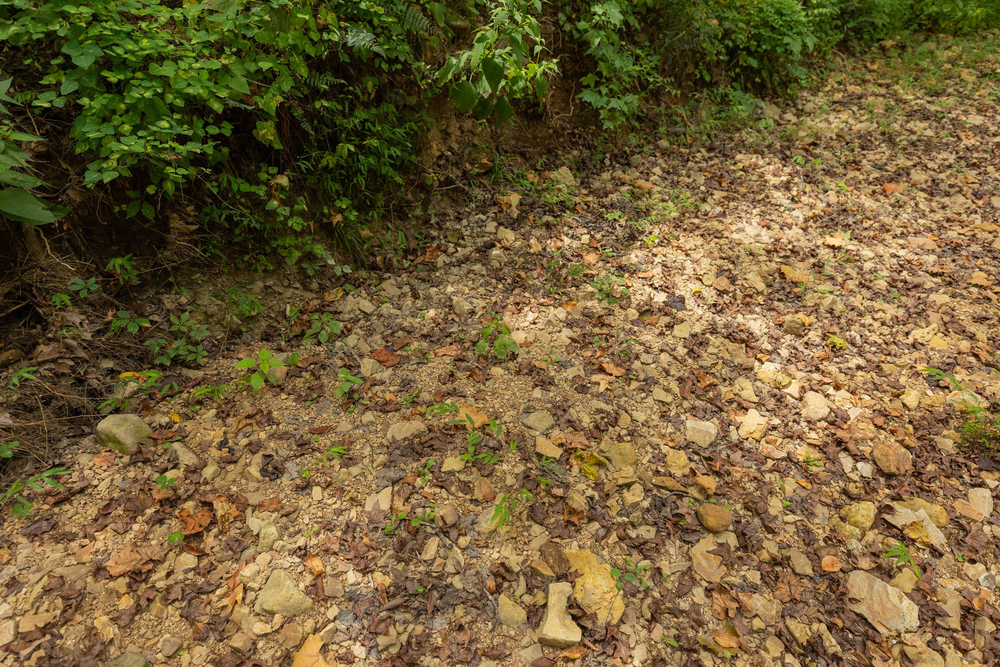 8.05 acre rural land tract for sale at Big White Oak Tract 124 in Perry County, Tennessee