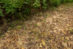 property photo for Big White Oak Tract 124, 8.05 acres for sale in Perry County, Tennessee