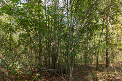 property photo for Big White Oak Tract 130, 11.62 acres for sale in Perry County, Tennessee