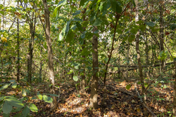 property photo for Big White Oak Tract 130, 11.62 acres for sale in Perry County, Tennessee
