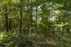 property photo for Big White Oak Tract 130, 11.62 acres for sale in Perry County, Tennessee