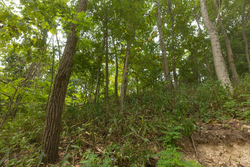 property photo for Big White Oak Tract 130, 11.62 acres for sale in Perry County, Tennessee