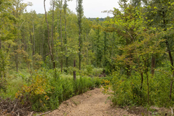 property photo for Big White Oak Tract 130, 11.62 acres for sale in Perry County, Tennessee
