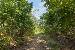 property photo for Big White Oak Tract 130, 11.62 acres for sale in Perry County, Tennessee