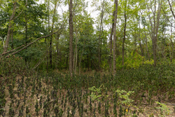 property photo for Big White Oak Tract 131, 7.37 acres for sale in Perry County, Tennessee